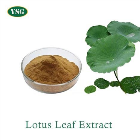 Lotus nplooj Extract hmoov